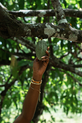 Agriculture & Food Security